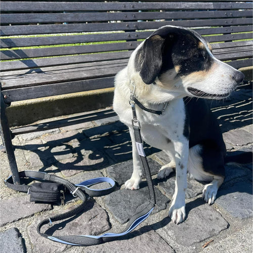Leashrr 2.0 Dog Poop Bag Dispenser & Treat Holder